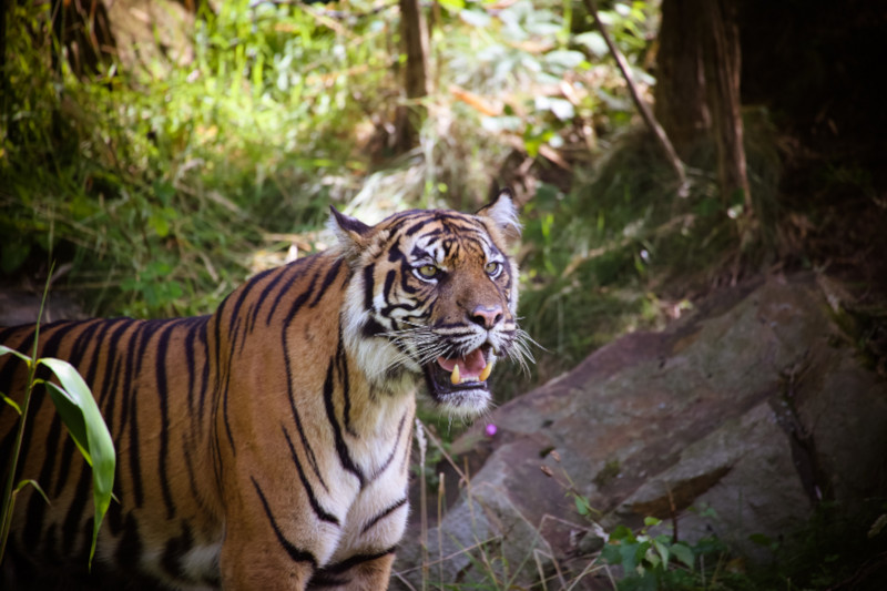 Saving Endangered Keystone Species: Key to Ecosystem Restoration