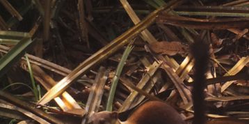 Wildlife of RER: Yellow-throated marten