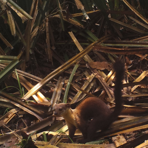Meet the yellow-throated marten (Martes flavigula), also known as the Kharza, a native to Southern and Eastern Asia.
