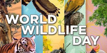 Get to Know More About Keystone Species in RER