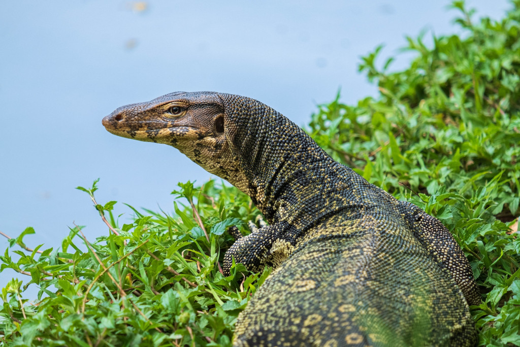 Komodo Dragons vs. Monitor Lizards: Can You Spot the Differences