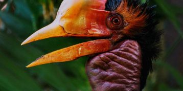 The 13 Hornbills of Indonesia