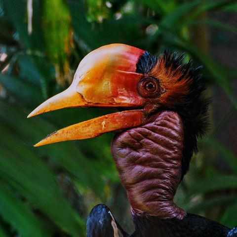 The 13 Hornbills of Indonesia