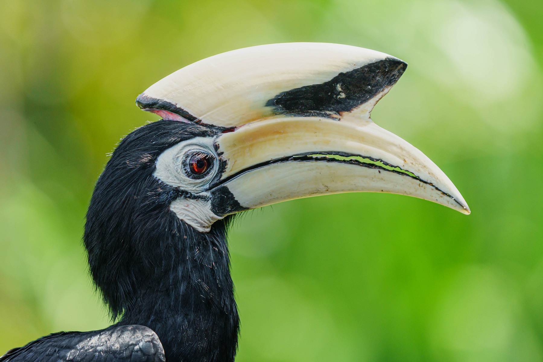 Oriental pied hornbill