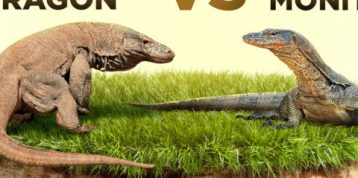 Komodo Dragons vs. Monitor Lizards: Can You Spot the Differences?