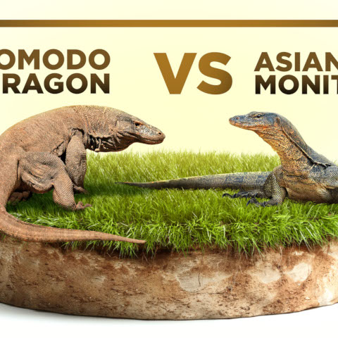 Komodo dragons and monitor lizards are arguably some of the most famous reptiles. Can You Spot the Differences? Read more here!