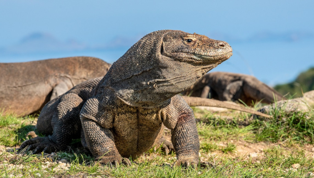 Komodo Dragons vs. Monitor Lizards: Can You Spot the Differences