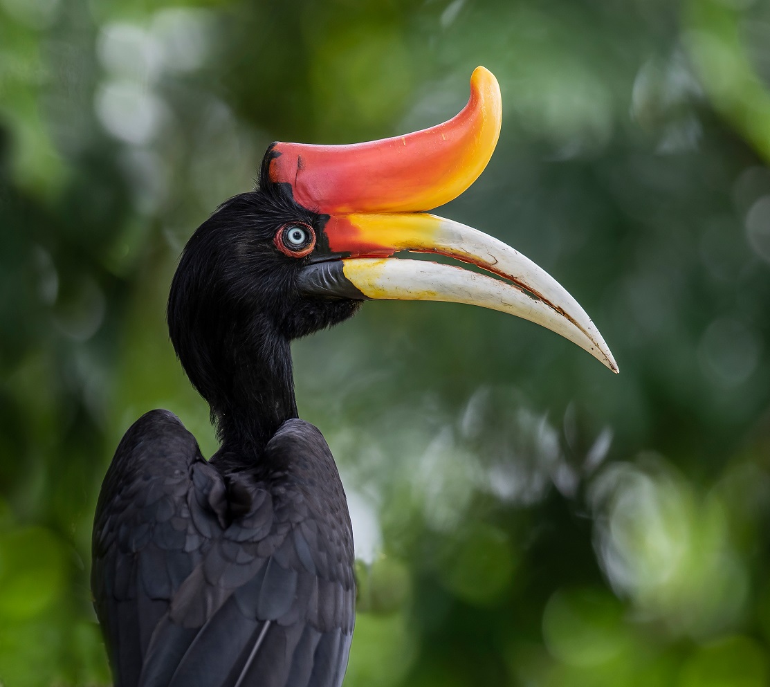 Rhinoceros Hornbill