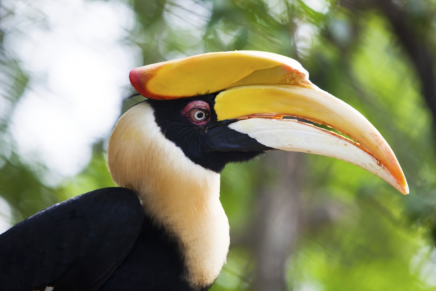 Great Hornbill