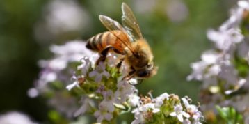 Take a Moment to Appreciate Bees on World Bee Day