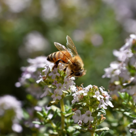 To appreciate these industrious insects, let’s learn more about the essential role they play and discover some amazing facts about our fuzzy, flying friends.