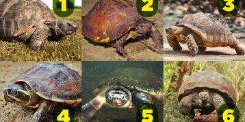 Kura-kura vs Baning, bisakah kamu membedakannya?