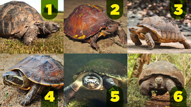 Did you know that these animals have scientific distinctions? The fact is, tortoises are turtles, but not all turtles are tortoises. Read more here to know the differences!