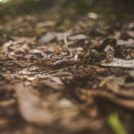 Peat covers only three percent of the Earth's landmass but stores nearly 30 percent of the carbon in the soil. Find out more about peatlands in this article!