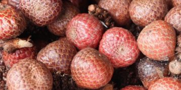 The Exotic Fruit, Asam Paya