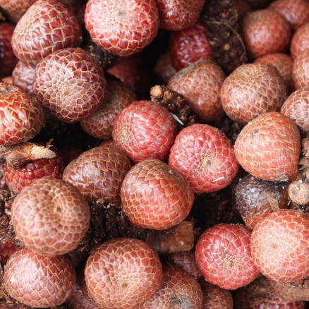 Indonesia is home to a diverse array of tropical fruits, such as asam paya (Eleiodoxa conferta). Click this article to know more about it!