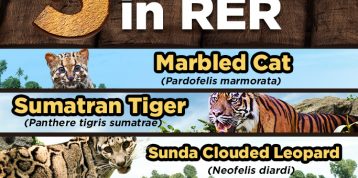 Restorasi Ekosistem: 5 Kucing Hutan yang Hidup di Riau