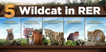 Ecosystem Restoration: Meet the 5 Wild Cats Found in Riau