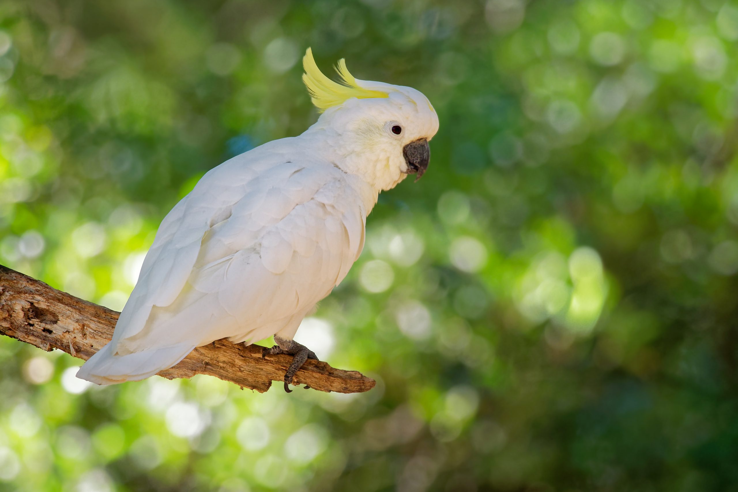 Keunikan burung kakaktua