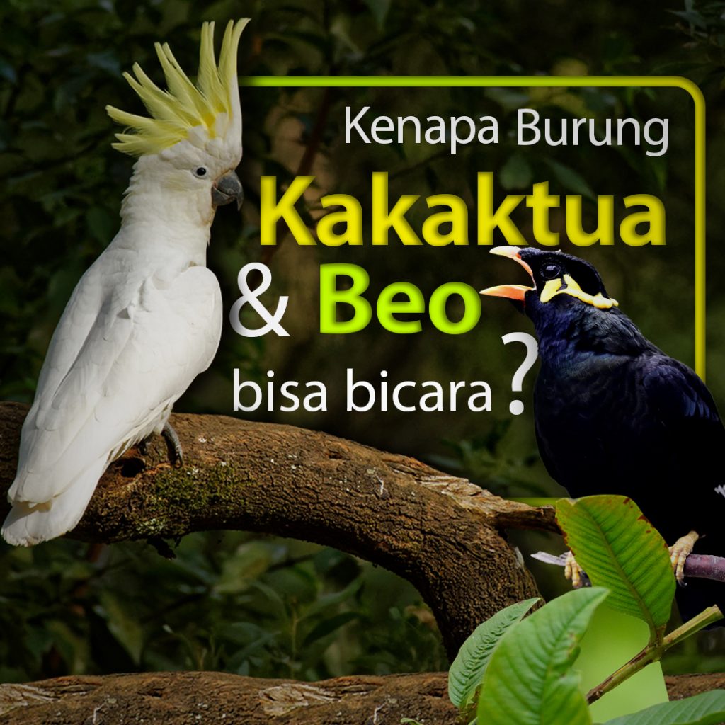 Rahasia kakaktua maupun beo dalam menirukan suara manusia terletak pada syrinx yang dimiliki kedua burung ini.