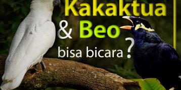 Perbedaan Burung Kakaktua dan Beo