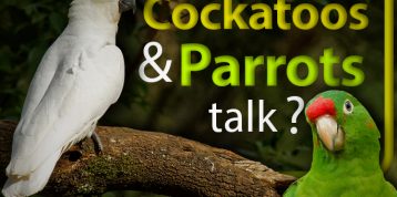 Cockatoos and Parrots: What is The Difference?