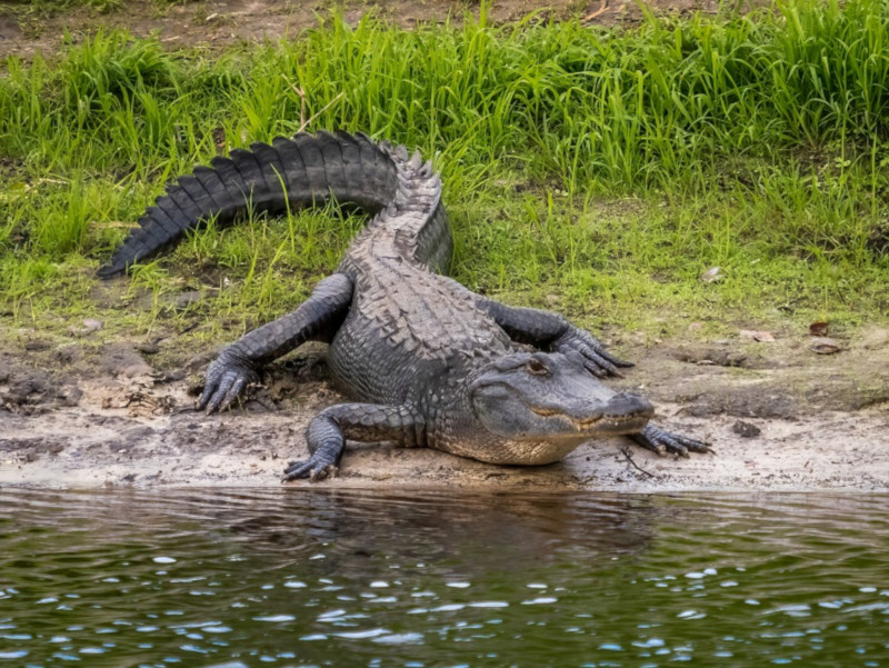 Nile Crocodile Size Comparison