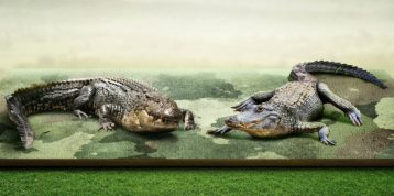 Crocodile vs. Alligator: What’s the Difference?