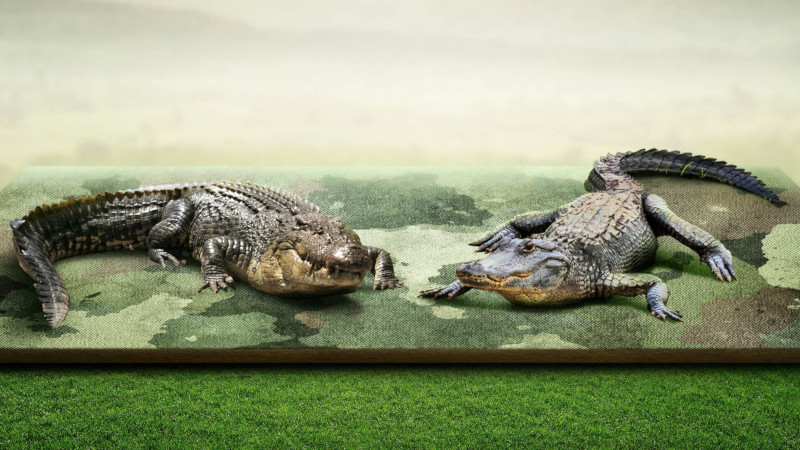 Apakah buaya dan alligator sama? Mana yang lebih agresif antara buaya dan alligator? Temukan jawabannya di artikel ini!
