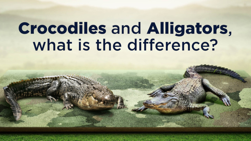 let at blive såret gentagelse te Crocodile vs. Alligator: What's the Difference? - RESTORASI EKOSISTEM RIAU  (RER) - Ecological Restoration | Protect and Restore Ecosystems