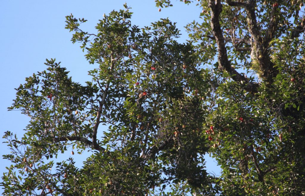 Menurut IUCN, ramin terdaftar sebagai tanaman yang terancam punah. Apa yang menyebabkan populasi pohon ini semakin berkurang? Apa saja jenis upaya konservasi yang telah dilakukan oleh Restorasi Ekosistem Riau?