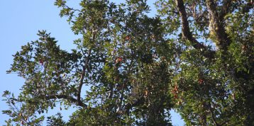 Wildlife of RER: Ramin Tree