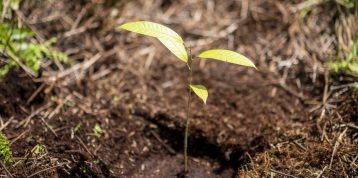 From Root to Branch: 5 Conservation concern Tree Species in Restorasi Ekosistem Riau