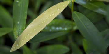 International Day of Plant Health: Indonesia’s Natural Heritage in RER