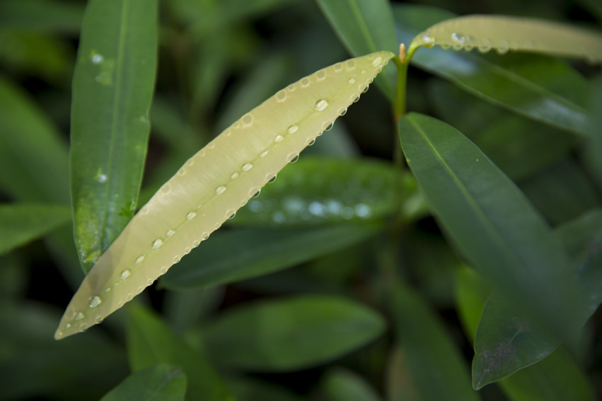 May 12th marks the International Day of Plant Health, an occasion that calls for global recognition of the significance of plant health to our world's ecosystems.