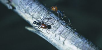 7 Unbelievable Facts about Ants