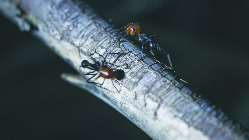 Semut mungkin terlihat kecil dan membosankan, tetapi sebenarnya mereka memiliki banyak fakta yang menarik dan kompleks. Berikut adalah tujuh fakta mencengangkan tentang semut yang pasti akan membuat kamu semakin menghormati mereka.