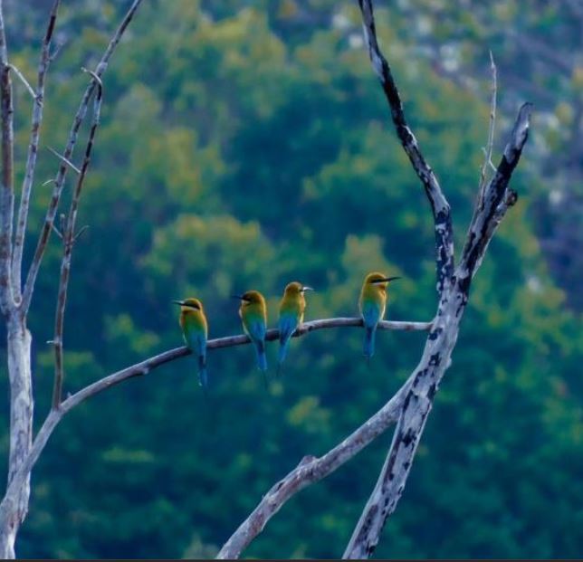 Keanekaragaman Burung di PT GAN RER