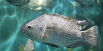 Five Main Differences Between Mozambique Tilapia and Nile Tilapia