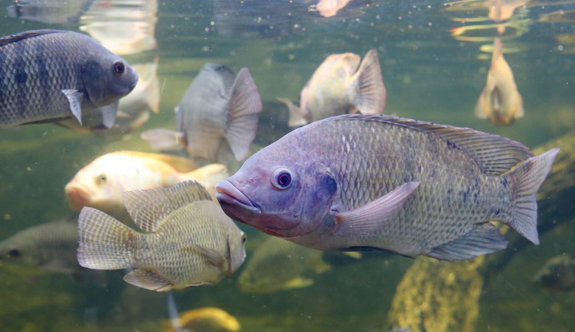 Five Main Differences Between Mozambique Tilapia and Nile Tilapia -  RESTORASI EKOSISTEM RIAU (RER) - Ecological Restoration