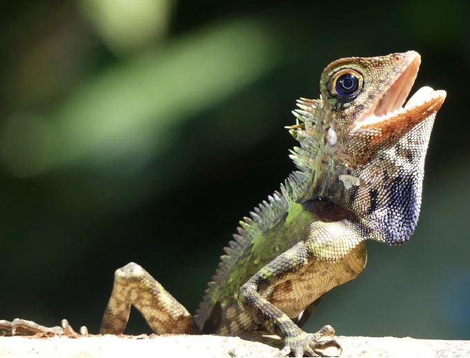 The Diversity of Herpetofauna in PT GAN RER