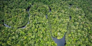 Restorasi Ekosistem Riau: Pusat Keanekaragaman Hayati dan Pembelajaran dari Alam