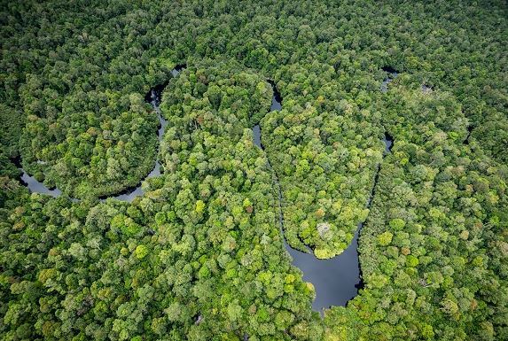 RER merupakan pusat keanekaragaman hayati yang penting, menjadi rumah bagi hutan gambut yang memiliki nilai ekologis penting serta berbagai macam flora dan fauna. Berikut perjalanan keanekaragaman hayati Restorasi Ekosistem Riau!