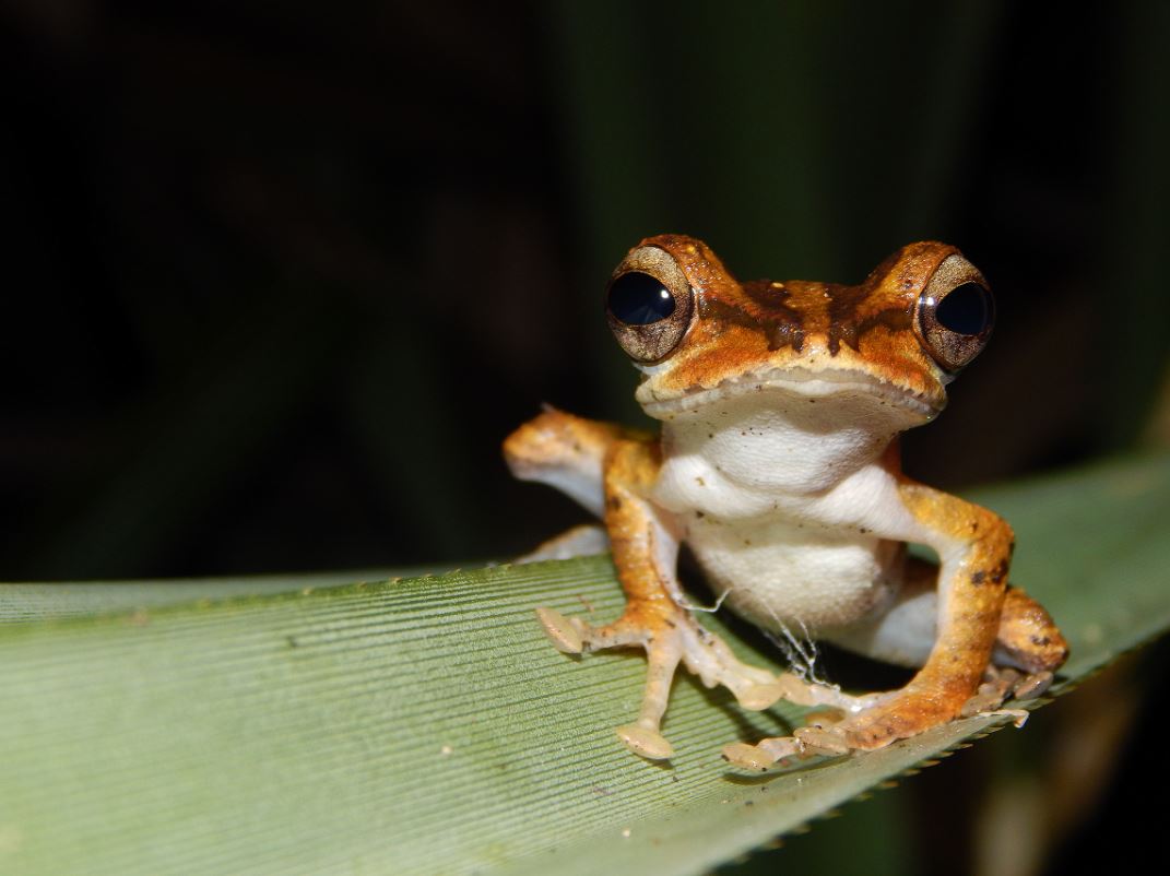 Frog in the peatland