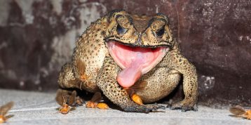 Six Key Differences Between Frogs and Toads