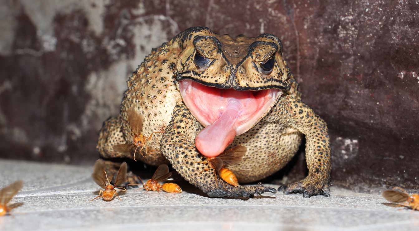 Common Sunda Toad