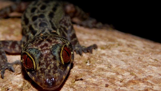 RER Amphibians and Reptiles Report Final 2016