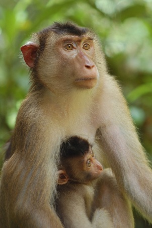 Monkeys and Primate Cousins  Cute baby animals, Baby animals, Animals  beautiful