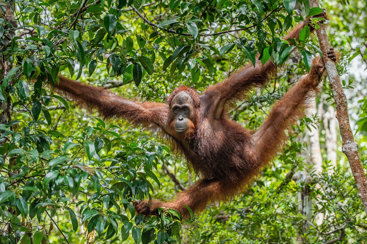 Orangutans and Monkeys: What’s the Difference? - RESTORASI EKOSISTEM