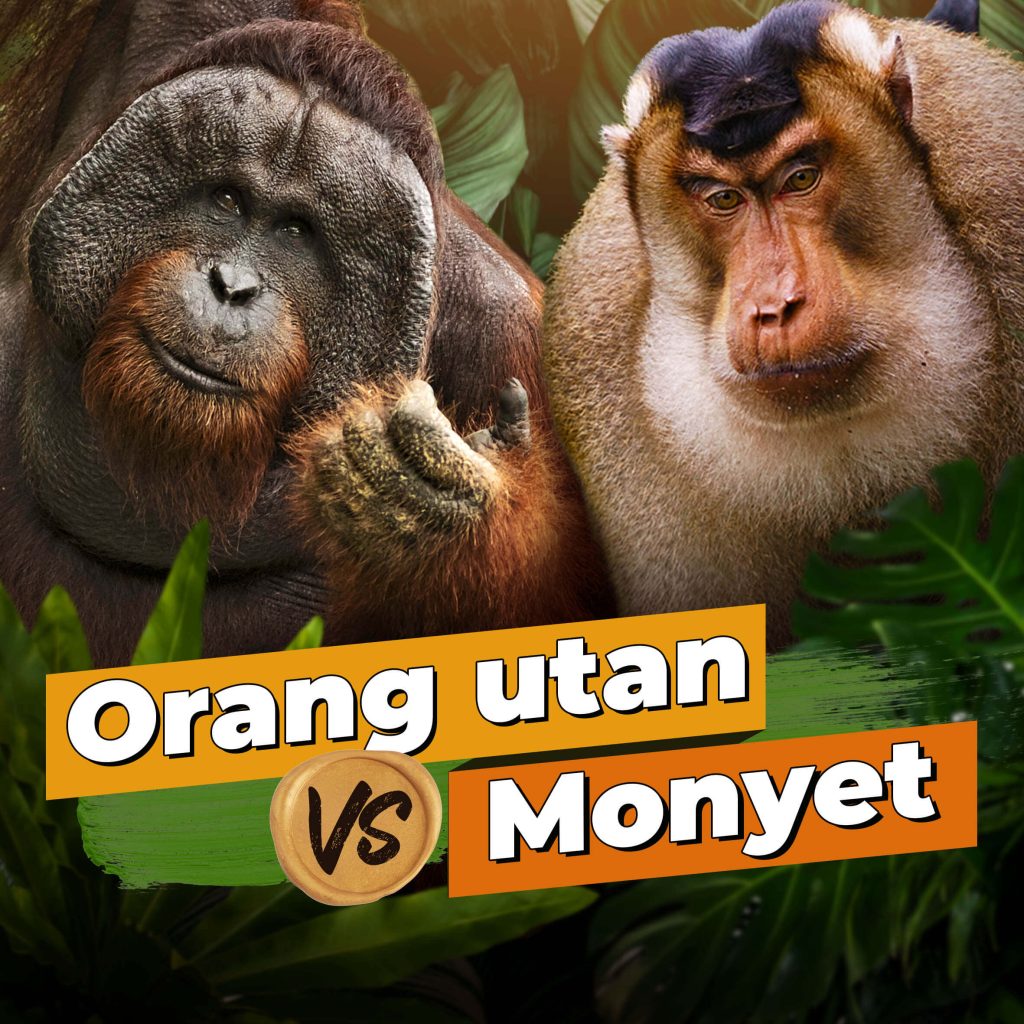 Orangutan dan monyet termasuk dalam keluarga primata, sebuah kelompok yang juga menganggap kita sebagai salah satu anggotanya. Berikut adalah persamaan dan perbedaan antara orangutan dan monyet